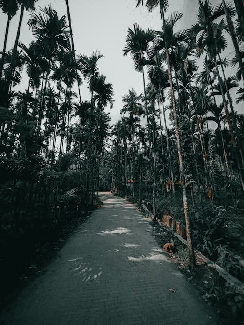 Concrete Road Between Palm Trees