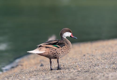 Ilmainen kuvapankkikuva tunnisteilla ankka, eläin, hiekka