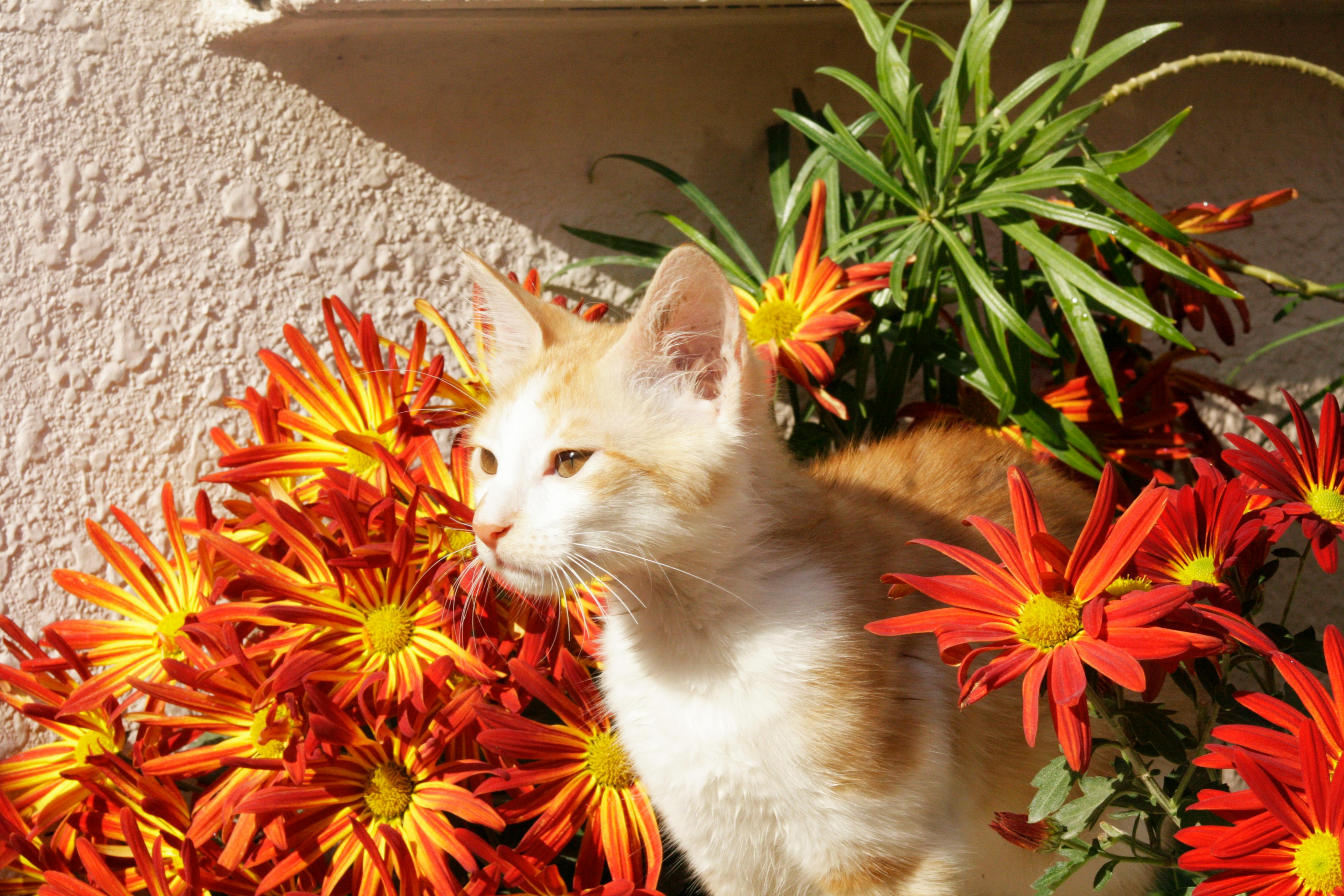 Free stock photo of cat, flowers, kitten