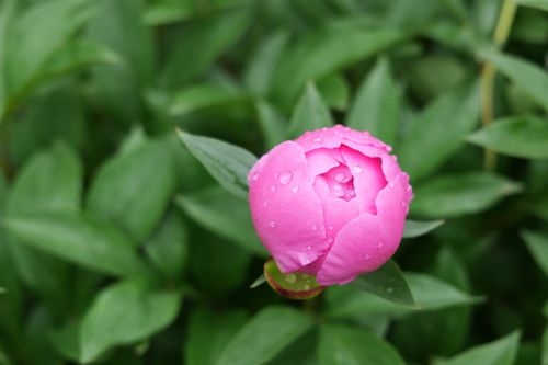 Free Close-up of a vibrant pink peony bud with dewdrops on green leaves, showing fresh growth. Stock Photo