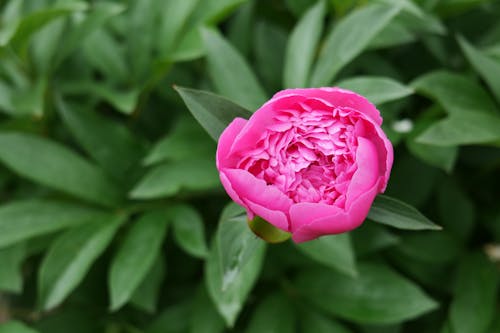 คลังภาพถ่ายฟรี ของ ดอกกุหลาบสีชมพู, ดอกไม้สีชมพู, พฤกษา