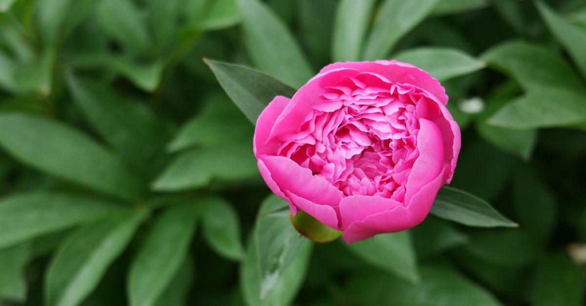 Peony