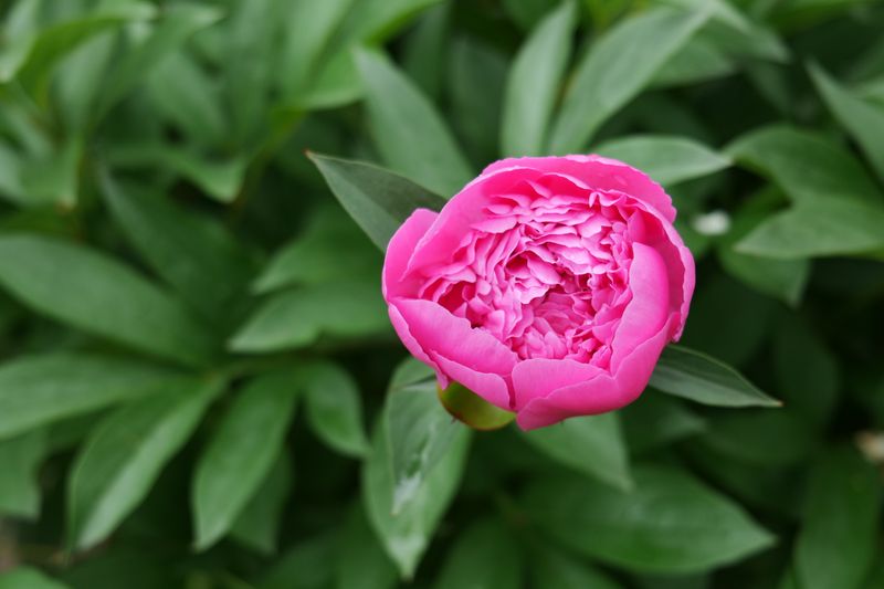 pink peony bloom delivery Bulgaria