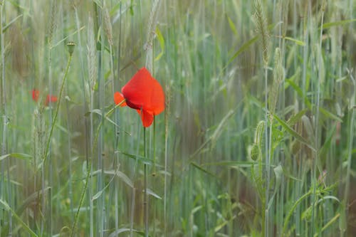 Foto profissional grátis de aumento, caules, flor de papoula