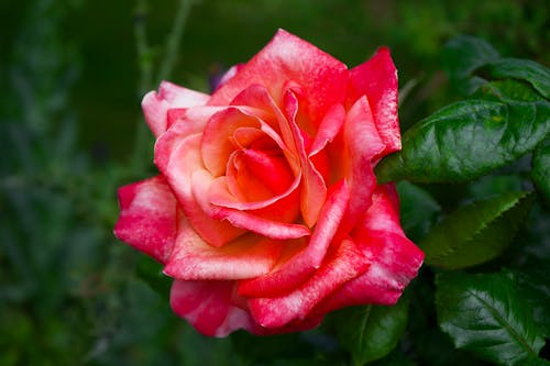 Red Rose and Green Leaves in Close-up Photography