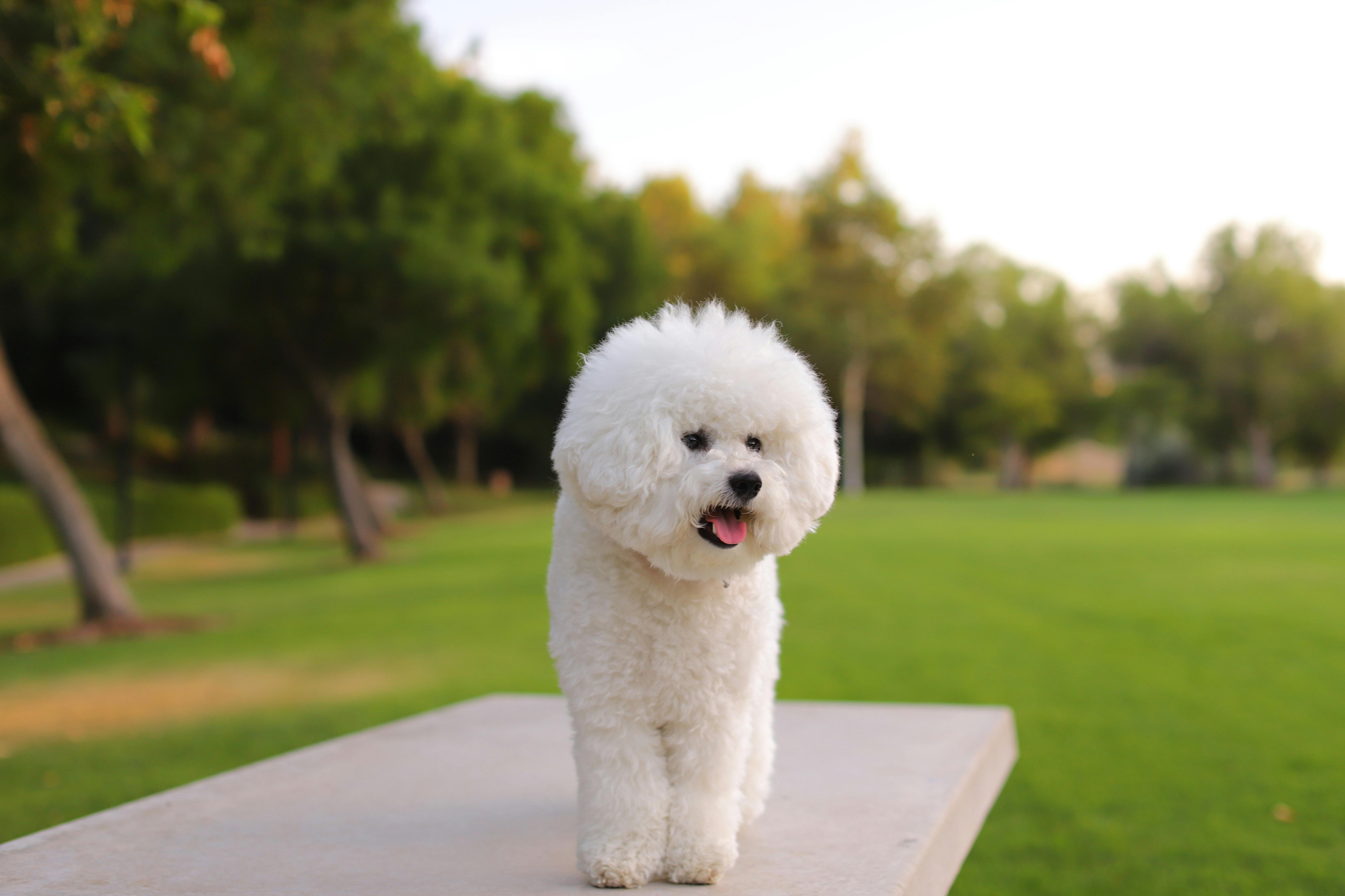 Close-Up Shot of a Bichon Frise