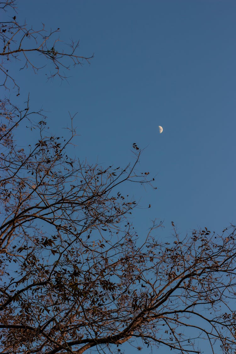 Crescent Moon Over Branches Of Tree