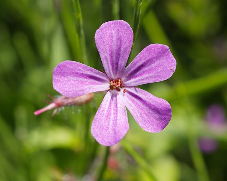 Close-up Photo Of A Herb Robert Flower