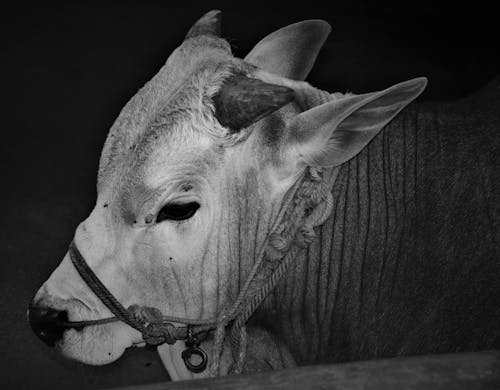 Grayscale Photo of a Cattle