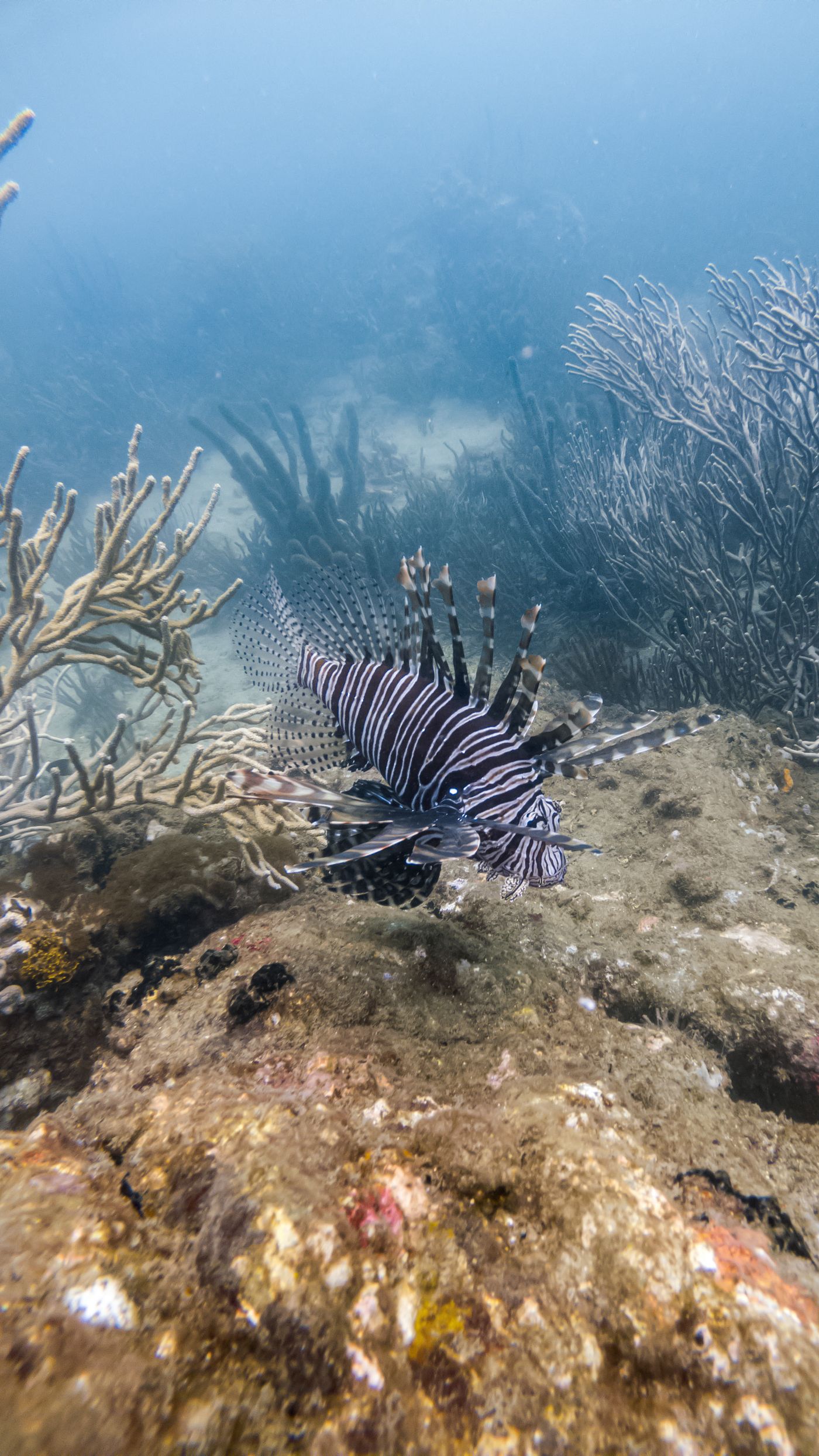 Lionfish over a coral reef