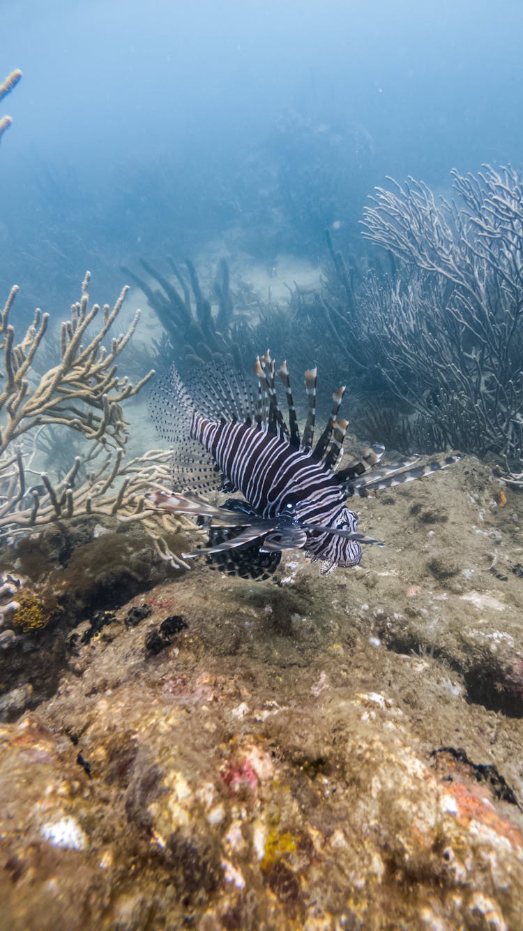 A Lionfish Underwater