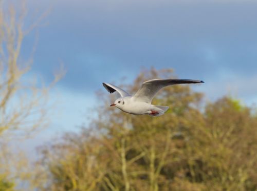 Free Black-headed gull soaring over a vibrant landscape in Northern Ireland. Stock Photo