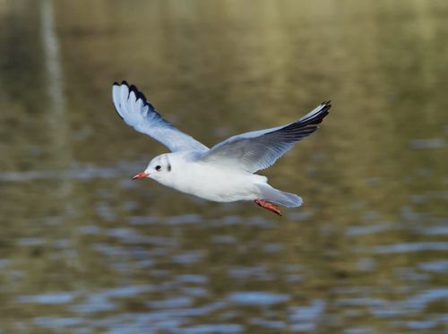 Free A black-headed gull gracefully flying over a reflective water surface. Stock Photo