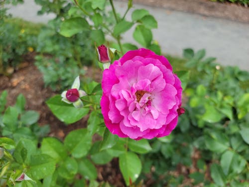 Fotos de stock gratuitas de de cerca, enfoque selectivo, flor