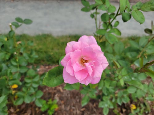 Gratis lagerfoto af blomst, blomsterfotografering, flora