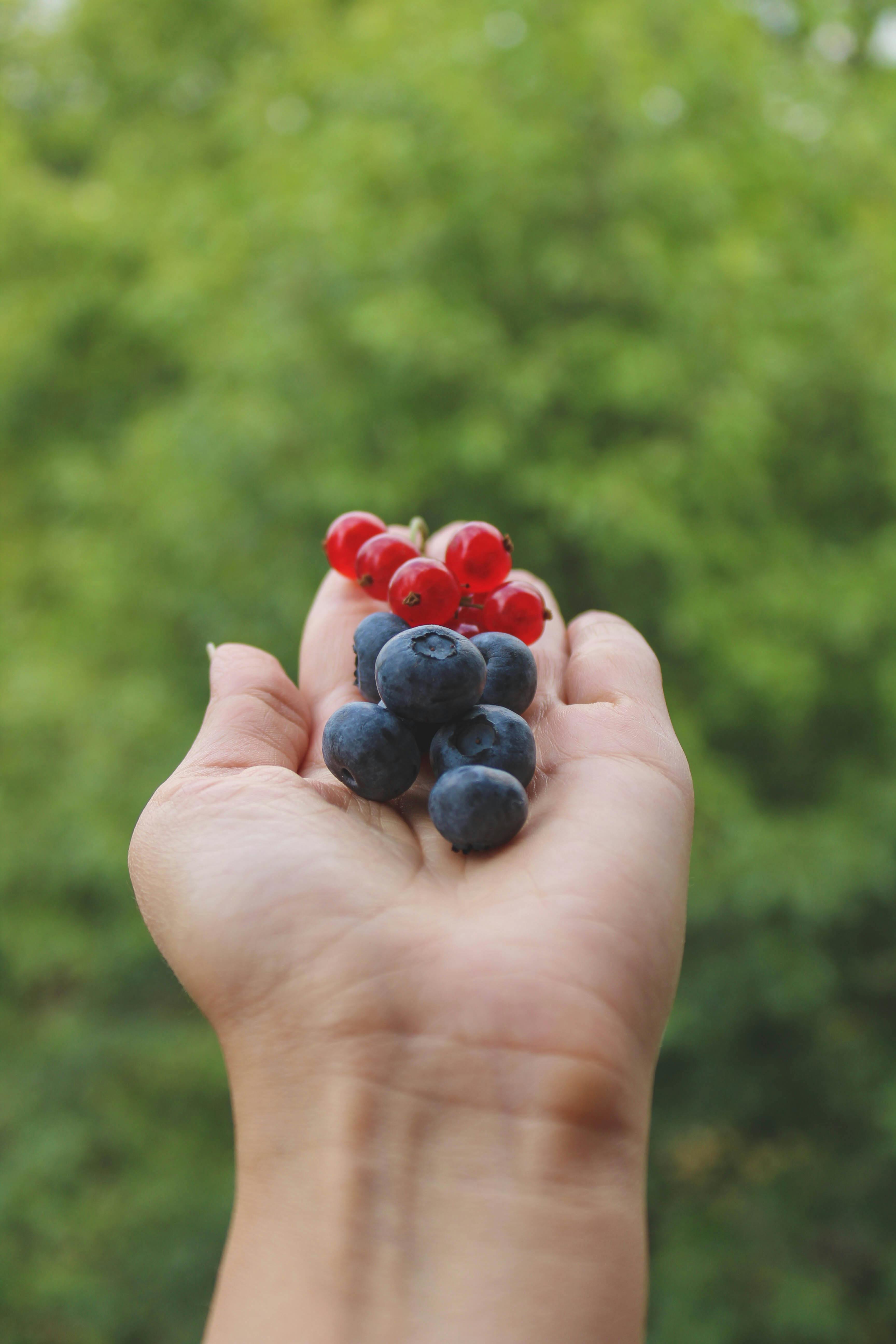 Close-up of a hand holding fresh blueberries and red currants against a green blurred garden background.