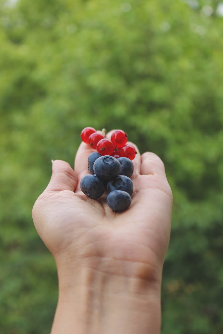 Black And Red Berries