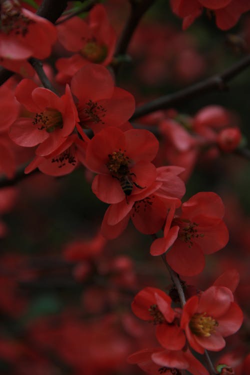 Close-up of Japanese Quince Flowers