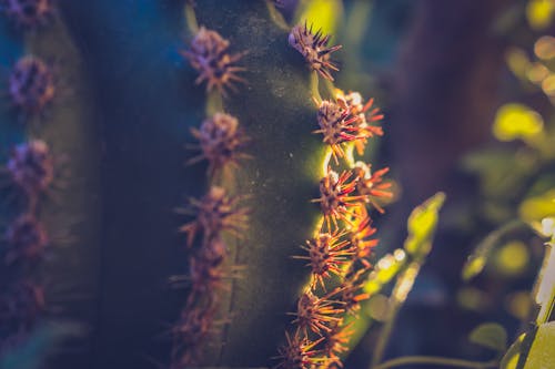 Flachfokus Fotografie Des Kaktus