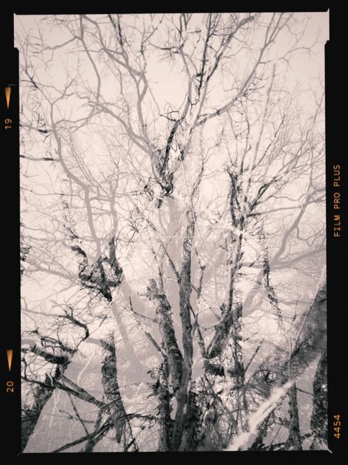 Free Double exposure of bare tree branches in black and white film style. Stock Photo