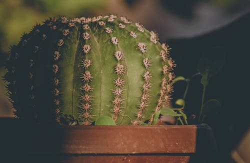 Selective Focus Photography of Green Cactus