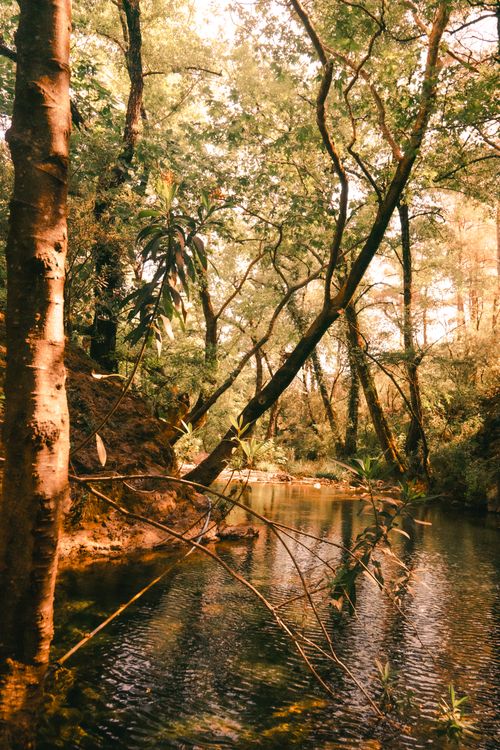 Free Tranquil river in a lush forest surrounded by tall trees and rich foliage, perfect for nature lovers. Stock Photo