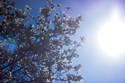 Foto stok gratis berbunga, bunga april, bunga putih