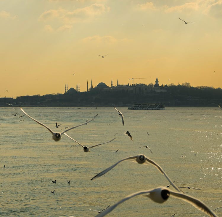 Birds Flying Over The Sea