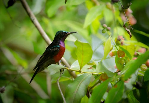 Безкоштовне стокове фото на тему «sunbird, Природа, птахи»