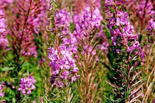 Fotos de stock gratuitas de angustifolium, azul, belleza