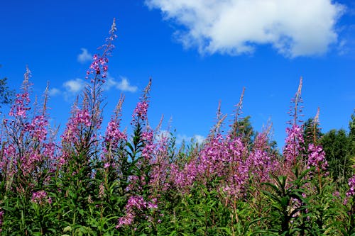 Fotos de stock gratuitas de angustifolium, azul, belleza