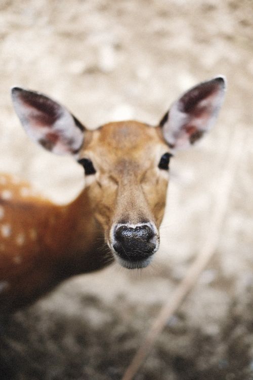 Free A detailed close-up portrait of a deer in its natural habitat, showcasing its features and serene surroundings. Stock Photo