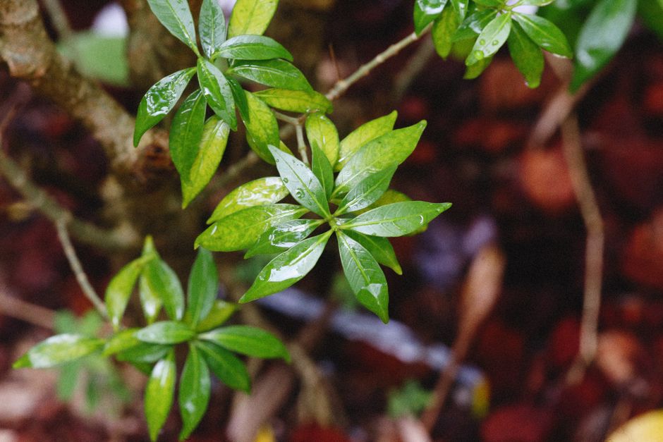 Pholidocarpus macrocarpus