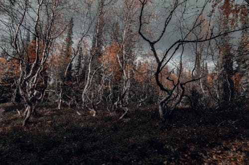 Fotobanka s bezplatnými fotkami na tému jeseň, les, mraky