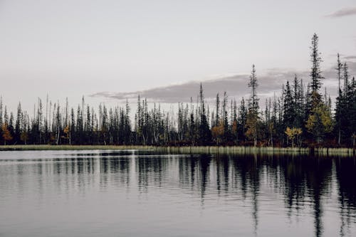 Immagine gratuita di alberi, foresta, lago