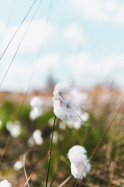 Gratis stockfoto met bloeiende plant, close, depth