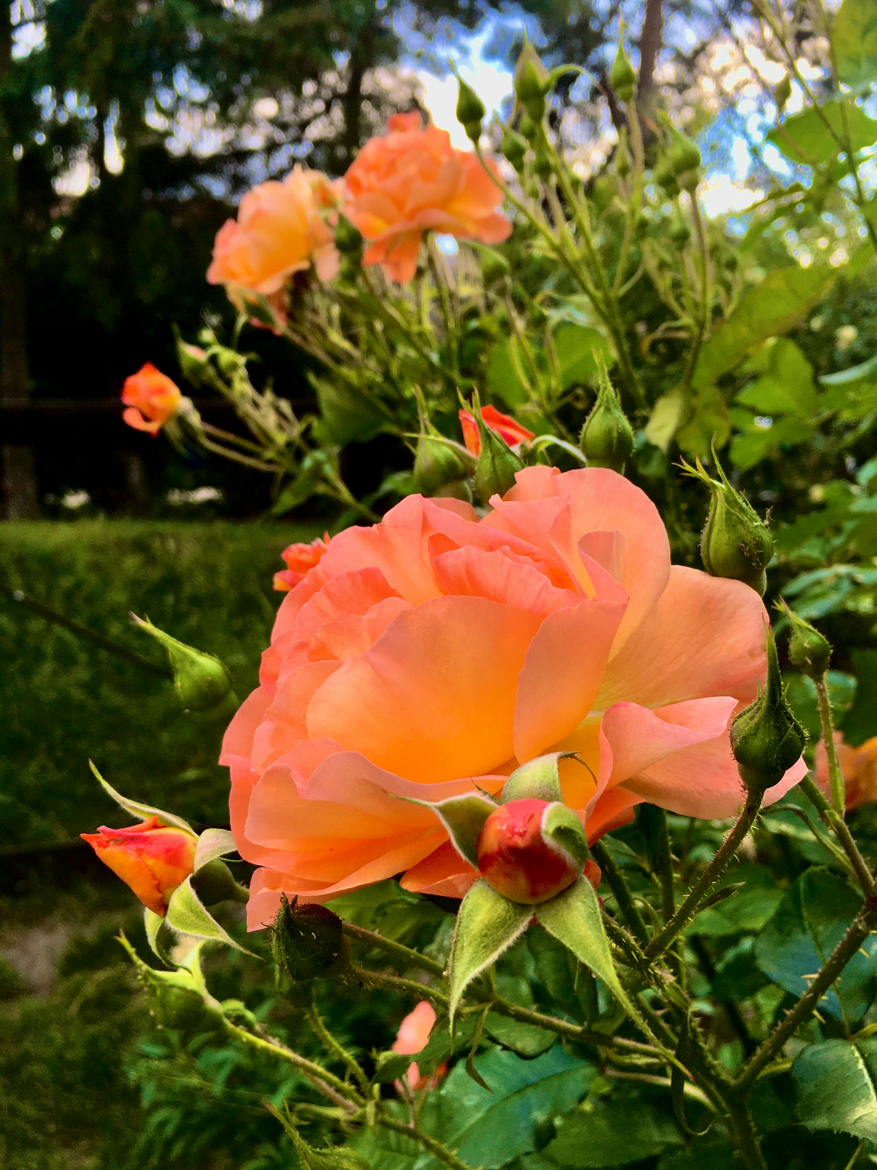Roses in the Garden by Sun Pixel Photography