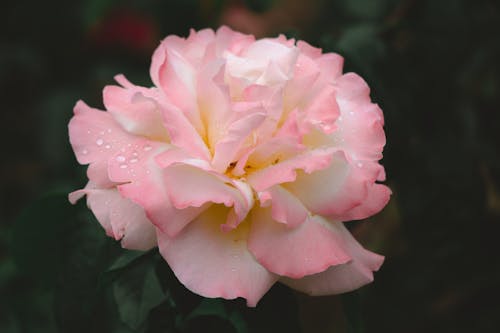 Gratis Immagine gratuita di avvicinamento, bocciolo, fiore rosa Foto a disposizione