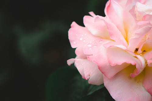 Gratis Immagine gratuita di avvicinamento, bocciolo, fiore rosa Foto a disposizione
