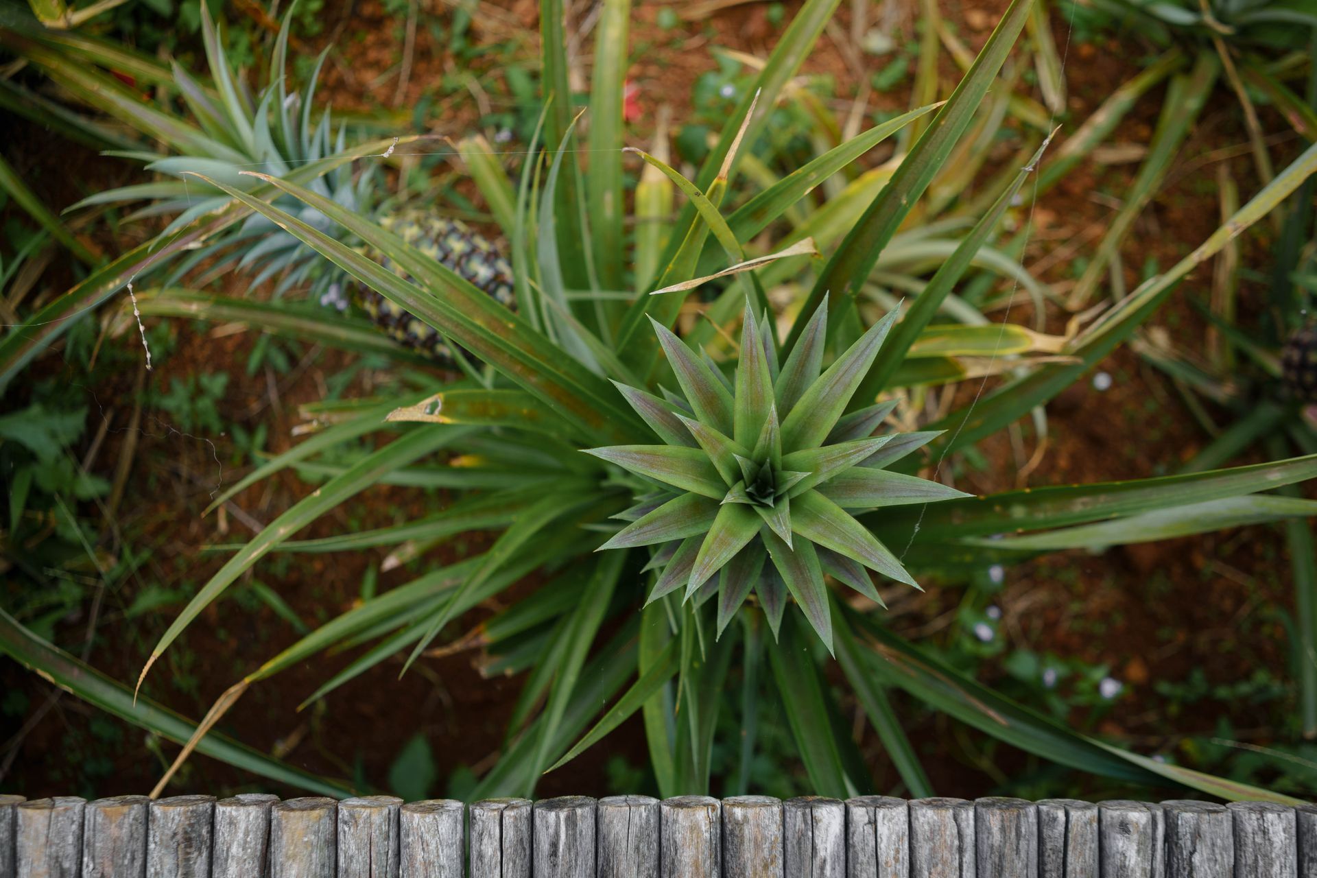 A detailed top view of a vibrant green pineapple plant in a lush garden setting.