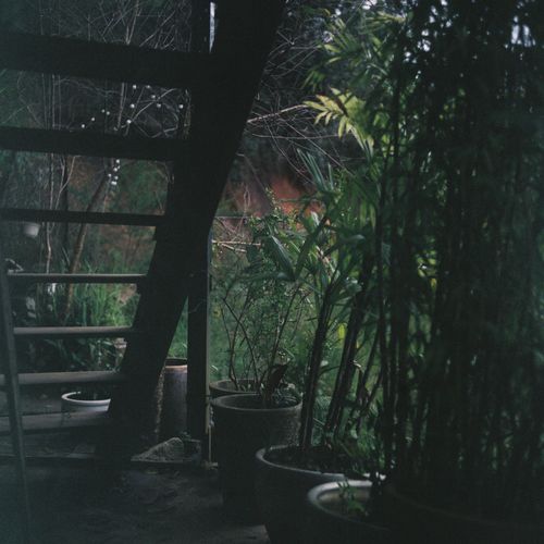 Free A serene garden scene with wooden stairs and lush potted plants, creating a peaceful atmosphere. Stock Photo
