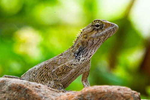 Free Detailed view of an Oriental Garden Lizard on a rock amidst lush greenery, displaying its distinct scales and textures. Stock Photo