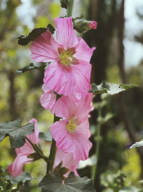 Free Vibrant pink hollyhock flowers captured close-up, showcasing nature's beauty. Stock Photo