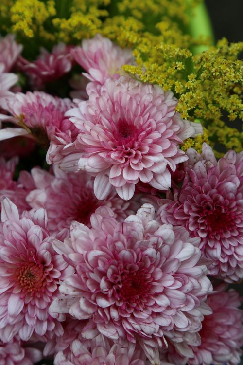 Free Close-up of beautiful pink chrysanthemums in full bloom with green foliage. Stock Photo