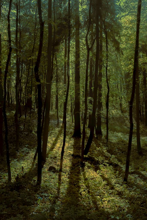 Fotobanka s bezplatnými fotkami na tému fotografia prírody, kmene, les