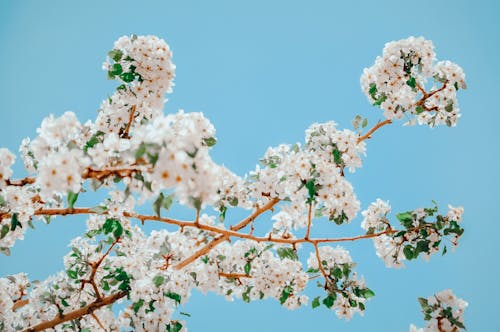 Close-Up Shot of Cherry Blossoms