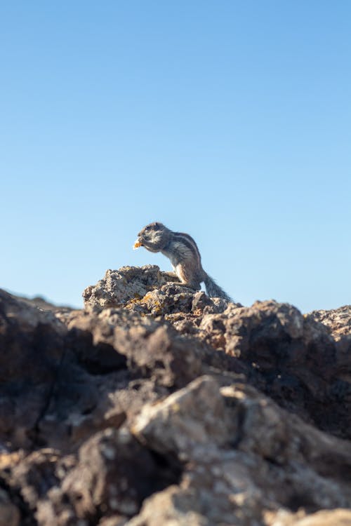 Photo of a Chipmunk Eating while on a Rock