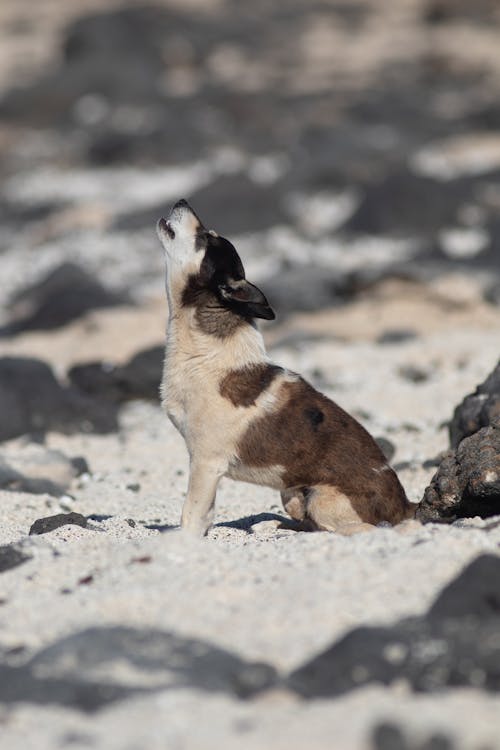 A Dog Howling