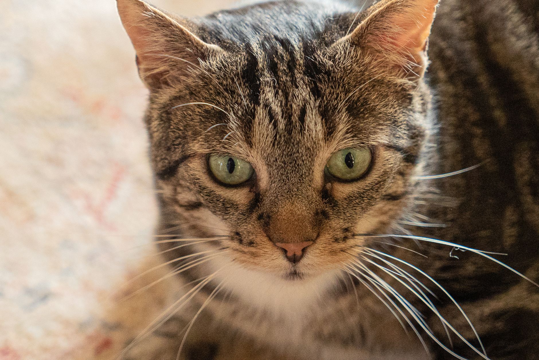 Veterinary care for a cat