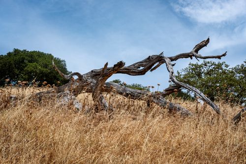 Free A serene landscape displaying a dry field and a fallen tree under a clear blue sky. Stock Photo